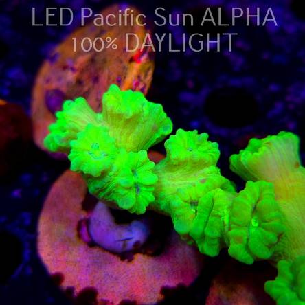 Caulastrea furcata (23.01.2025)  7P