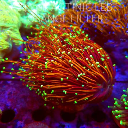 Euphyllia glabrescens DRAGON SOUL (02.10.2026) XL 10H