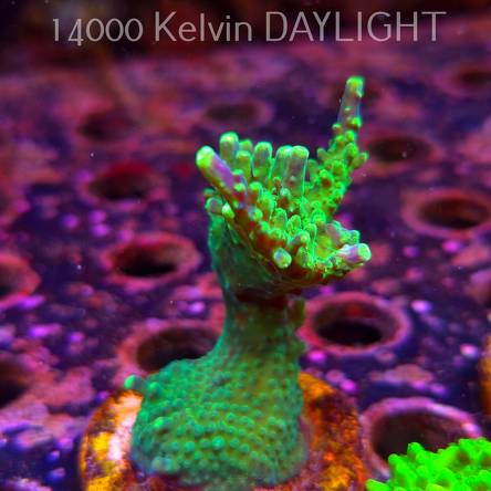 Acropora JMC PRINCESS (06.04.2025) MM6-III-26  7cm