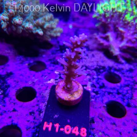 Acropora carduus (19.09.2026) H1-048  6cm