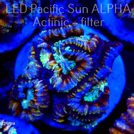  Australophyllia (Symphyllia) Wilsoni RAINBOW BLUE (17.01.2024)  5cm