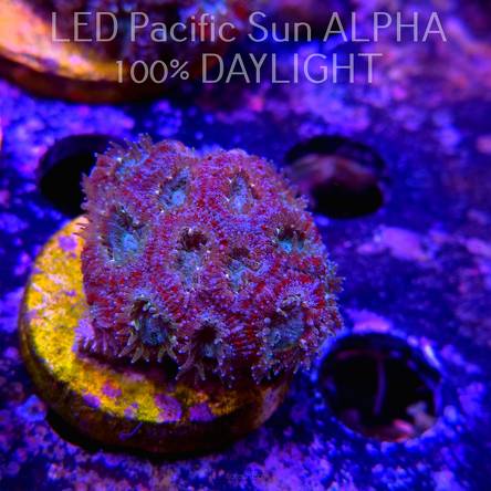 Acanthastrea lordhowensis (14.11.2023)