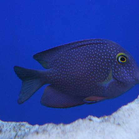 Ctenochaetus strigosus 10cm (Yellow Eye Surgeon)