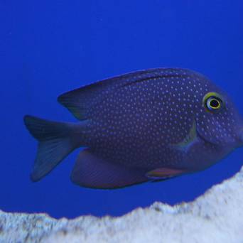 Ctenochaetus strigosus 10cm (Yellow Eye Surgeon)