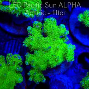 Pocillopora verrucosa YELLOW FLUO (22.01.2025)  6cm