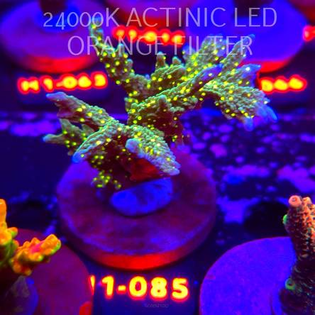 Montipora STELLATA (02.02.2026) H1-085  7cm