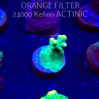 Acropora caroliniana (04.10.2025)  2cm