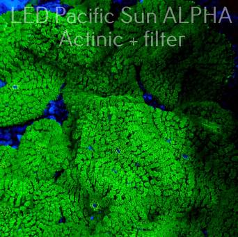 C.D. Rhodactis inchoata green  1P