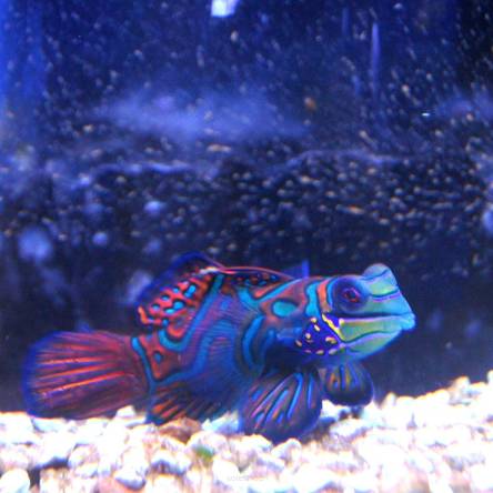 Synchiropus splendidus (Mandaryn wspaniały) 7-8cm SAMIEC