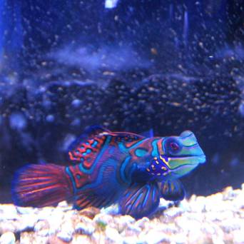 Synchiropus splendidus (Mandaryn wspaniały) 7-8cm SAMIEC