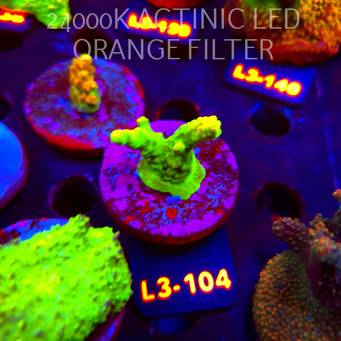 Acropora GOLD FEVER (11.09.2026) L3-104  4cm