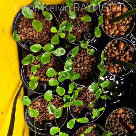 Laguncularia racemosa – White Mangrove, plant with leaves and roots 5–10 cm