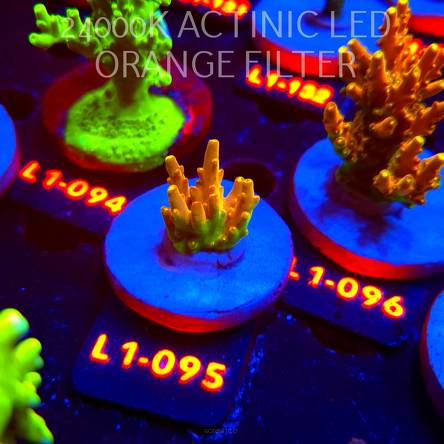 Acropora loripes GOLDEN JAWDROPPER (03.08.2026) L1-095  3cm