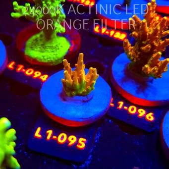 Acropora loripes GOLDEN JAWDROPPER (03.08.2026) L1-095  3cm