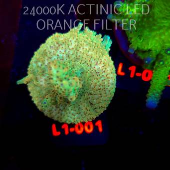 Acropora TG PINK FLOYD ACRO (03.08.2026) L1-001  6cm