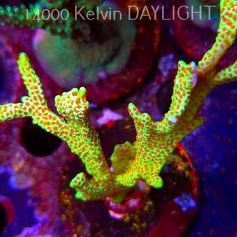 Montipora samarensis BUBBLEGUM (09.05.2025) MM1-I-13  9cm