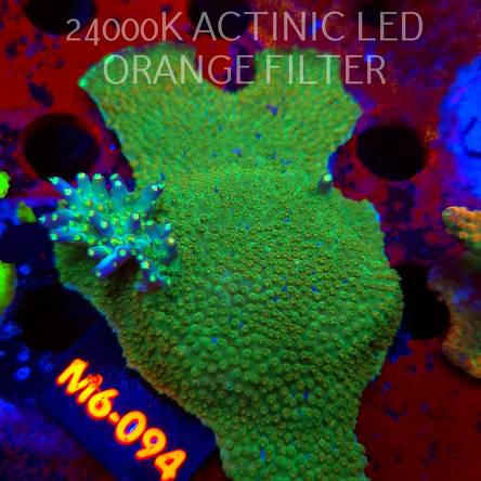 Acropora granulosa ULTRA (12.06.2026) M6-094  10cm