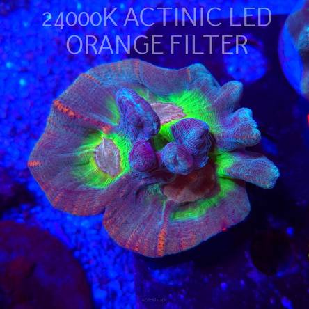  Pectinia alcicornis RAINBOW (23.11.2025) KR-052  12cm PAR80