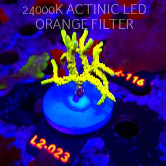 Anacropora WWC SLIMEBALL (17.03.2026) L2-023  7cm