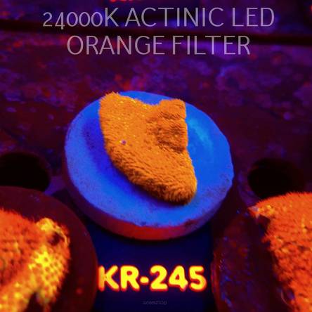 Stylocoeniella GOLD 24K (01.09.2026) KR-245  4cm
