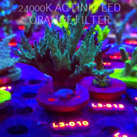 Acropora sp. AUSTRALIA (04.01.2026) L3-010  10cm