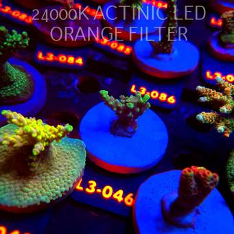 Acropora sp. PREMIUM AUSTRALIA (10.09.2026) L3-046  3cm