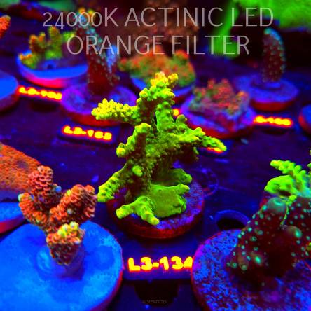 Acropora GOLD FEVER (11.09.2026) L3-134  7cm