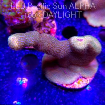 Porites cylindrica YELLOW (23.01.2025)  8cm