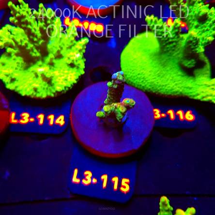 Acropora sp. PREMIUM AUSTRALIA (11.09.2026) L3-115  4cm