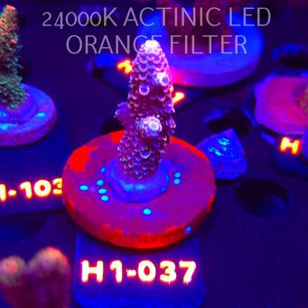 Acropora spathulata JMC DRAGON SCALES (01.02.2026) H1-037  5cm