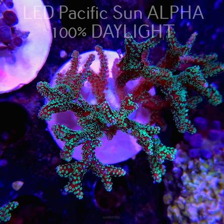 Seriatopora caliendrum (02.05.2024)  9cm