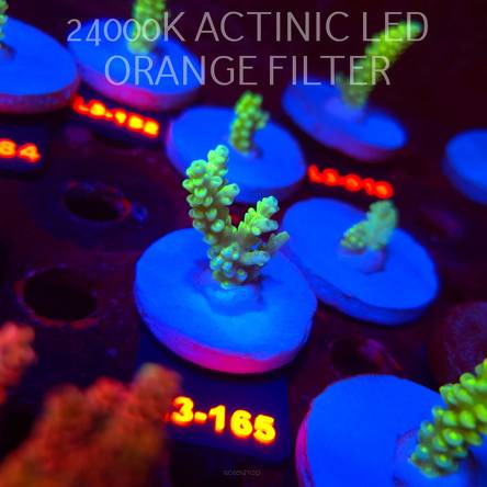 Acropora KENTI YELLOW CORAL SEA ULTRA (19.09.2026) L3-165  5cm