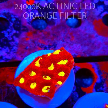 Favia CORAL SEA (17.09.2026) KR-249  5cm