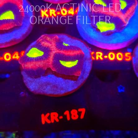 Favites complanata OG DRAGON SOUL (21.02.2026) KR-187  4cm