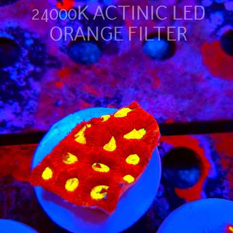 Favia CORAL SEA (17.09.2026) KR-249  5cm