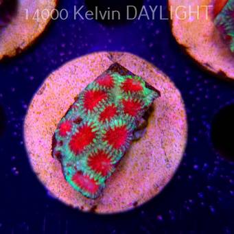 Favites sp. RED EYE Australia (05.05.2024)  5cm
