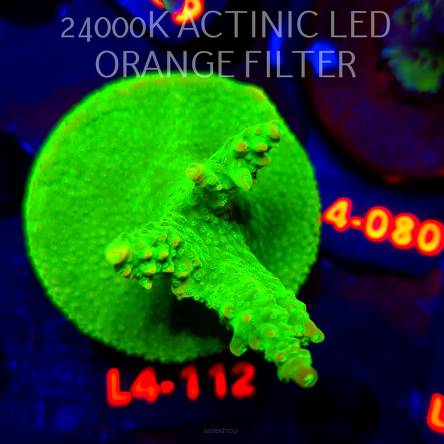 Acropora RR RAINBOW LOOM  (06.01.2026) L4-112  6cm