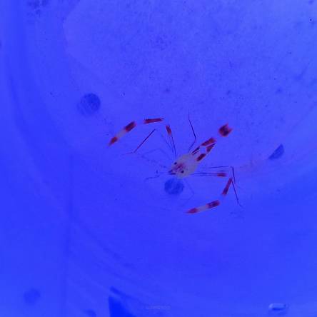 Stenopus cyanoscelis (Boxing shrimp)