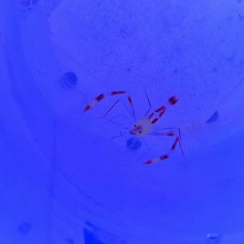 Stenopus cyanoscelis (Boxing shrimp)