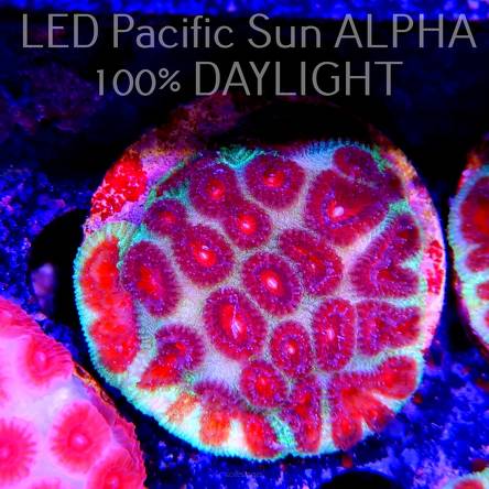Favites sp. RED EYE + FLUO GREEN (16.06.2023)  5cm