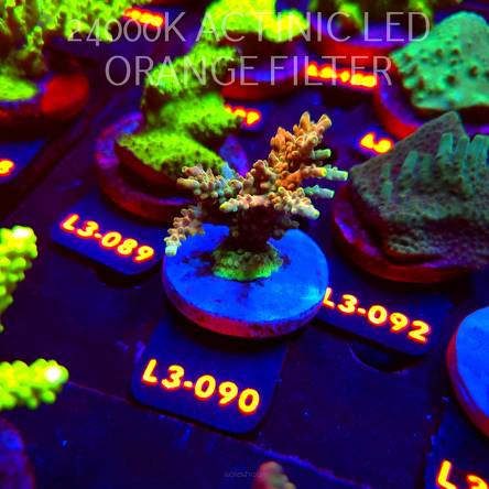 Acropora sp. PREMIUM AUSTRALIA (11.09.2026) L3-090  6cm
