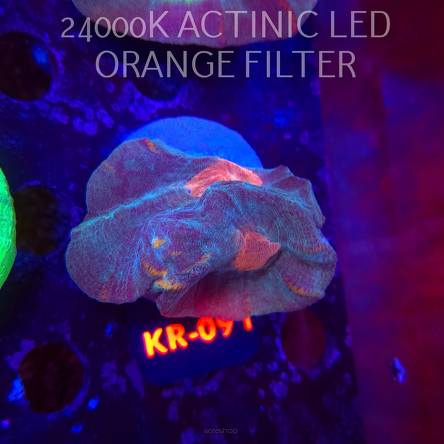  Pectinia alcicornis RAINBOW (23.11.2025) KR-091  6cm PAR80