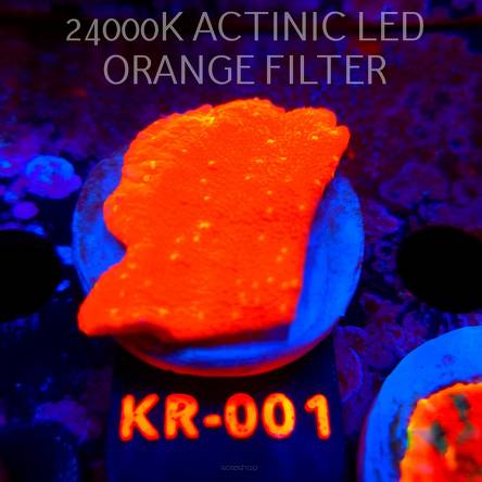 Montipora JASON FOX SUNBURST (07.08.2026) KR-001  5cm