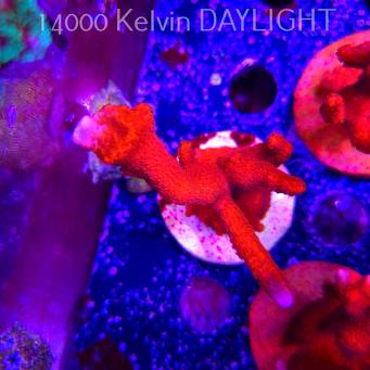 Montipora digitata RED (22.09.2025)  9cm