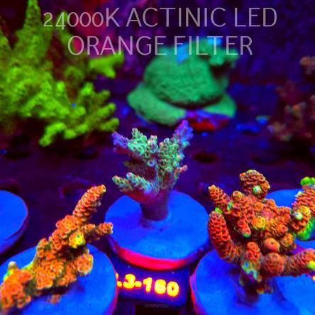 Acropora sp. PREMIUM AUSTRALIA (11.09.2026) L3-160  5cm
