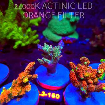 Acropora sp. PREMIUM AUSTRALIA (11.09.2026) L3-160  5cm