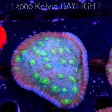 Mycedium robokaki GREEN FLARE (06.05.2025)  6cm