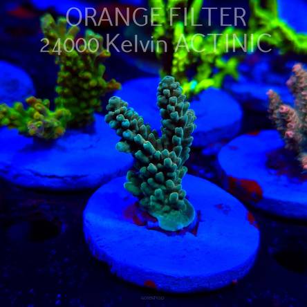 Acropora TG PINK FLOYD ACRO (20.03.2025) L1-III-21  5cm