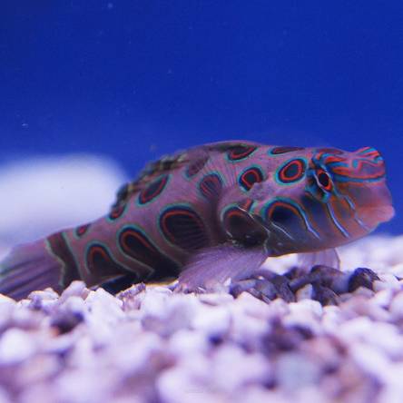 Synchiropus picturatus (Mandaryn) rozmiar 4 cm (Psychodelic Dragonet)