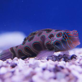 Synchiropus picturatus (Mandaryn) rozmiar 4 cm (Psychodelic Dragonet)